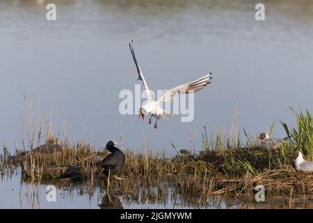 Schwarzkopfmöwe Larus ridibundus, Sommergefieder Erwachsener, der fliegt und den eurasischen Ruß Fulica atra angreift, der erwachsen ist, als er sich Nestern nähert Stockfoto