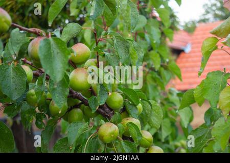 Grüne Aprikosen an einem schönen Regentag. Minimales Naturkonzept. Stockfoto