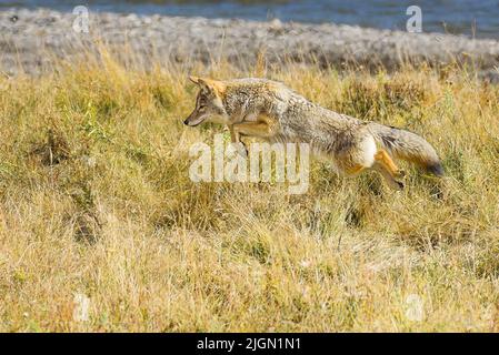 Ein wilder Kojote im Lamar Valley des Yellowstone National Park springt in den Sprüngen, um eine Mahlzeit zu fangen Stockfoto