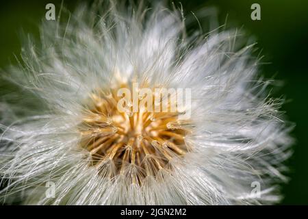 Taraxacum officinale wächst auf der Wiese, aus der Nähe Stockfoto