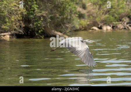 Graureiher, Ardea cinerea, fliegen über den Ribarroja-Stausee, Aragon, Spanien Stockfoto
