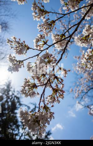 Kirschblüte blüht im Frühling Stockfoto