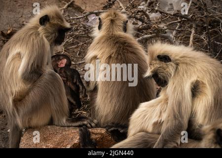 Die Liebe des stillenden Affen Stockfoto