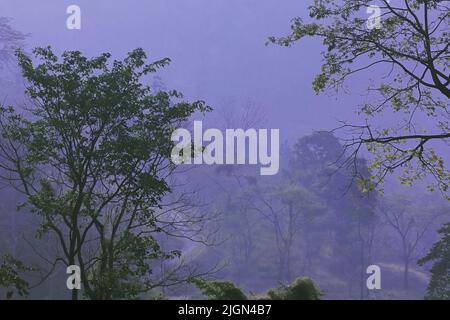 Nebelbedeckter terai-Dooars-Wald an den Ausläufern des himalaya im Westen bengalens, indien Stockfoto