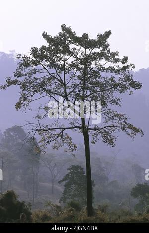 Nebelbedeckter terai-Dooars-Wald an den Ausläufern des himalaya im Westen bengalens, indien Stockfoto