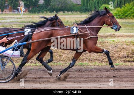 An einem Sommertag laufen wunderschöne braune Pferde auf der staubigen Strecke des Hippodroms. Stockfoto