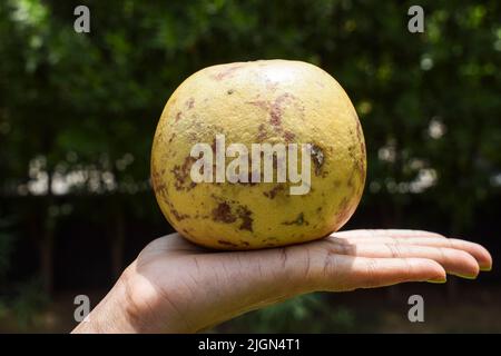 Indische Bael oder Bel Obst ganz . Auch bekannt als Holzapfel, goldener Apfel vom indischen Subkontinent, Indien, Srilanka, Bangladesch und Nepal. Süß und h Stockfoto