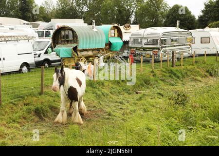 Farbige Zigeunerhäppchen, die an einen Zaun gebunden sind, Appleby Horse Fair, Appleby in Westmorland, Cumbria Stockfoto