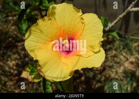 Nahaufnahme einer schönen großen gelben Hibiskusblüte mit roter Mitte und grünen Blättern im Hausgarten Stockfoto