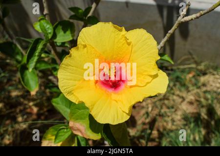 Nahaufnahme einer schönen großen gelben Hibiskusblüte mit roter Mitte und grünen Blättern im Hausgarten Stockfoto