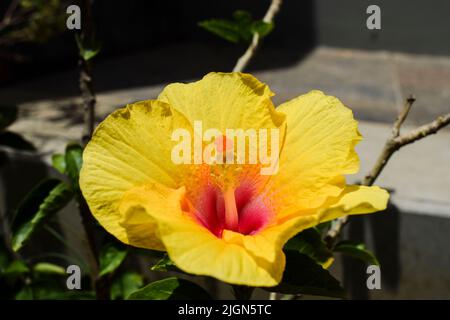 Seitenansicht Nahaufnahme einer schönen großen gelben Hibiskusblüte mit roter Mitte und grünen Blättern im Hausgarten Stockfoto