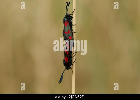 Ein paarendes Paar aus sechs-Punkt-Burnett-Motte, Zygaena filipendulae, die auf einem Grashalm auf einer Wiese ruht. Stockfoto