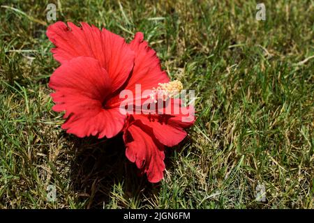 Nahaufnahme einer schönen großen, leuchtend roten Hibiskusblüte mit roten Staubfäden und gelben Antherstigmen und grünen Blättern im Hausgarten auf Gras Stockfoto