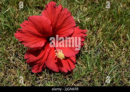 Nahaufnahme einer schönen großen, leuchtend roten Hibiskusblüte mit roten Staubfäden und gelben Antherstigmen und grünen Blättern im Hausgarten auf Gras Stockfoto