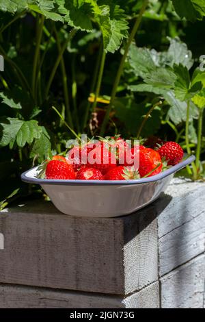 Erdbeeren frisch in einer emaillierten Schüssel auf einem erhöhten Bett gepflückt. Mit Erdbeerpflanzen im Hintergrund Stockfoto