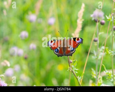Pfauenfalter Aglais io Fütterung auf schleichende Distel Stockfoto