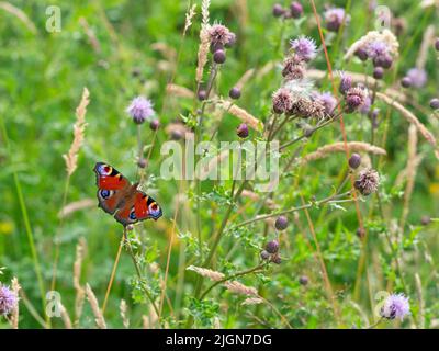 Pfauenfalter Aglais io Fütterung auf schleichende Distel Stockfoto