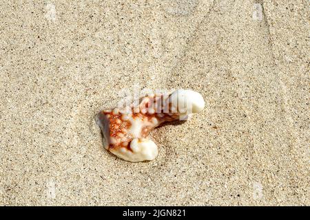 Madagaskar Strand Foto Session Stockfoto