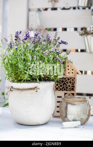 Blühendes Lavendel in einem Keramiktopf, hölzernes Insektenhotel und Glas-Lampion - Balkondekoration Stockfoto