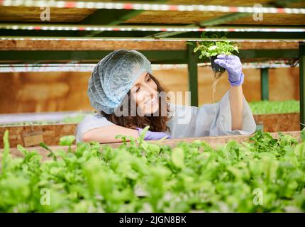 Fröhliche weibliche Gärtnerin in Einwegkappe hält Topf mit grünen Blattpflanze. Lächelnde junge Frau in Gartenhandschuhen, die das Pflanzenwachstum im Gewächshaus untersucht. Stockfoto