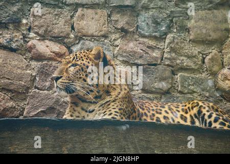 Jaguar liegt hinter Gras. Gepunktetes Fell. Die große Katze ist ein Raubtier. Blick auf den Betrachter. Tierfoto eines Jägers Stockfoto