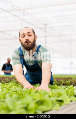 Gewächshausbauer, der Salat in hydroponischer Umgebung anbaut und die Pflanzen für optimales Wachstum und beste Qualität pflegt. Bio-Landarbeiter, der die Entwicklung vor der Ernte und Lieferung überprüft. Stockfoto