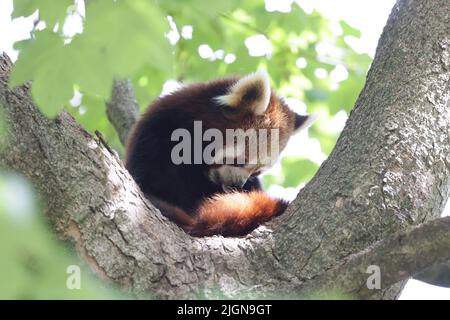 Niedlicher roter Panda, der auf einem Baum sitzt Stockfoto