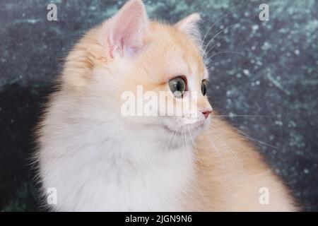 Britische Kurzhaarkätzchen von goldener Farbe auf weißem Hintergrund und grünen Blättern. Niedliches rotes Chinchilla-Kätzchen. Haustiere im gemütlichen Zuhause. Webbanner von oben nach unten Stockfoto