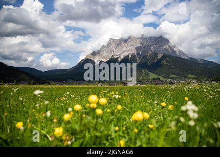 Blick auf den höchsten Berg Zugspitze von einem Blumenfeld im Frühjahr bei Grainau. Stockfoto