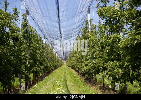 Moderner Apfelgarten mit Schutznetzen gegen Hagel im Frühjahr Stockfoto