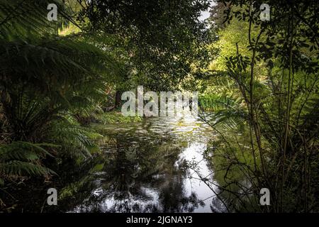 Penjerrick Gardens; Budock Water; Cornwall; Südwesten; West Country; England; Vereinigtes Königreich; Vereinigtes Königreich; Stockfoto