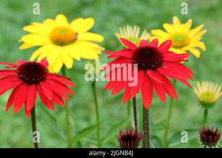 Nahaufnahme von frischen roten und gelben Echinacea purpurea-Blüten in einem Blumenbeet, selektiver Flocus, verschwommener Hintergrund Stockfoto