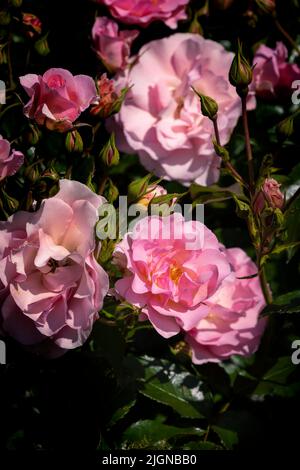 Rose Rosa Glücklicher Ruhestand. Tantoras. In einem Garten in Newquay in Cornwall wächst eine floribunda buschige Rose aus weichen rosa, leicht duftenden Blüten. Stockfoto