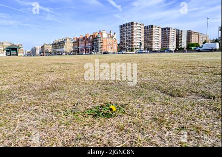 Hove , Brighton Großbritannien 12. July 2022 - das Gras ist auf Hove Rasen ausgetrocknet , Brighton als das heiße sonnige Wetter in ganz Großbritannien mit einem Mangel an regen in den letzten Wochen weiter : Credit Simon Dack / Alamy Live News Stockfoto