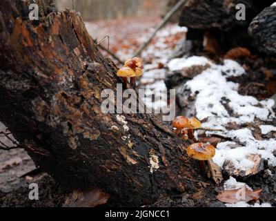 Pilze, die auf dem Baumstamm eines Baumpilzes wachsen Stockfoto