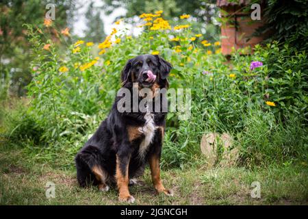 Schwarzer und hellbrauner Bauernhund (Berner Berghund Kreuzblut) Stockfoto