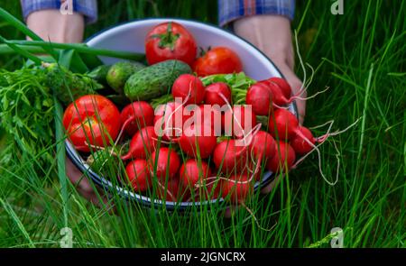 Der Bauer hält frisch gepflücktes Gemüse in den Händen. Selektiver Fokus Stockfoto