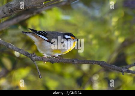 Ein australischer Rüde Striated Pardalote -Pardalotus striatus- Vogel, der sich in einem dicken Busch in einem weichen frühen Morgenlicht versteckt Stockfoto