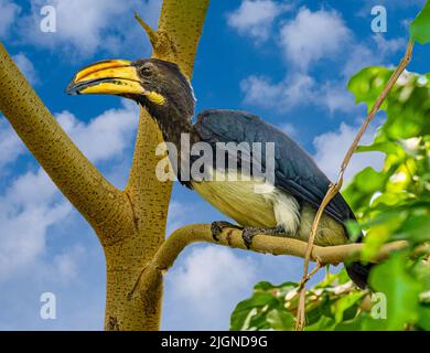 Afrikanischer Rattenhornschnabel (Tockus fasciatus), im Baum sitzend. Lebt in Gambia, Uganda und Nord-Angola. Es handelt sich um einen Vogel, der hauptsächlich Waldlebensräume hat Stockfoto