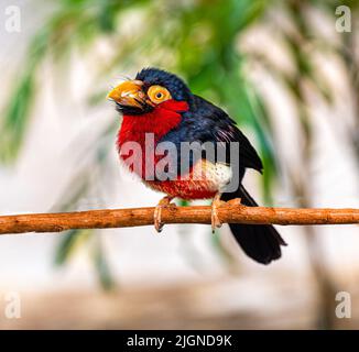 Bärtige Barbet (Lybius Dubius) hocken auf einem Ast, Südafrika Stockfoto