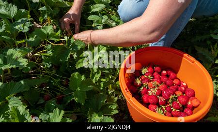Saftige, frische, rote, reife Erdbeeren, die in einem orangefarbenen Eimer gepflückt werden. Eine Frau pflückt im Sommer im Juli Beeren Stockfoto