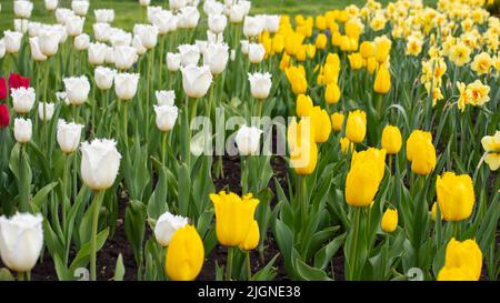 Holländische Tulpenblüte Nahaufnahme weißen gelben natürlichen Blumenhintergrund, Frühlingszeit Blume Stockfoto