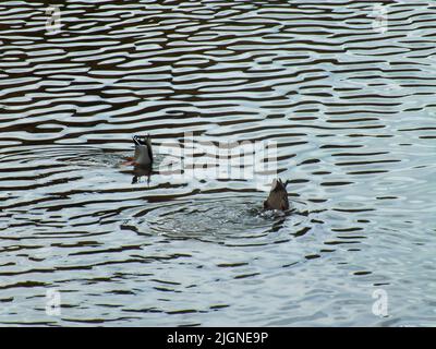 Duck Diving Upside Down und Tail in Air, Beine und Schwanz ragen aus dem Wasser, Wilde Enten schwimmen in einem See, Köpfe unter dem Wasser, welliges Wasser Stockfoto