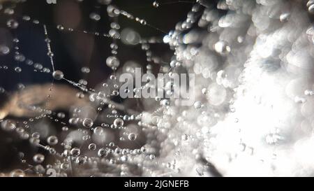 Tautropfen lagen im Unterholz am frühen Morgen des Sommers auf einem Spinnennetz Stockfoto
