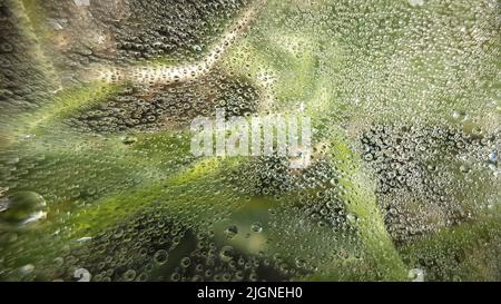 Tautropfen lagen im Unterholz am frühen Morgen des Sommers auf einem Spinnennetz Stockfoto