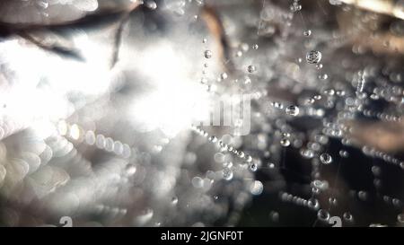Tautropfen lagen im Unterholz am frühen Morgen des Sommers auf einem Spinnennetz Stockfoto