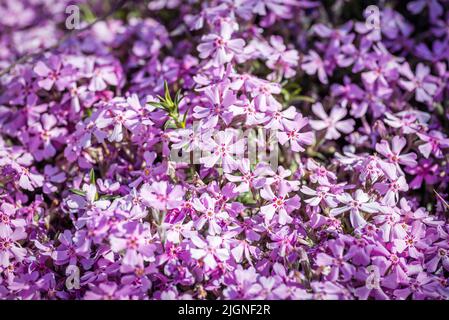 Blumen von Phlox subulata im Garten im Frühling. Stockfoto