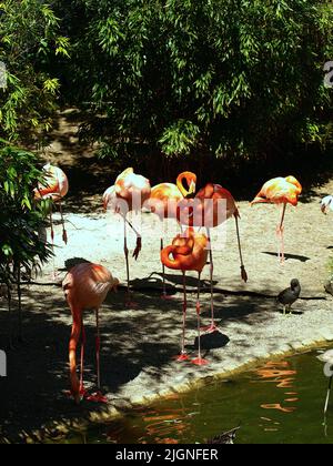 Lange Beine, langer Hals, orange, hellrosa, sieht sehr zerbrechlich aus, aber sehr schöner Vogel, der an Land und im Wasser, den Flamingo, genießt. Stockfoto