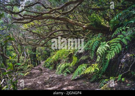 Schöner Wald an einem sonnigen Tag. Wanderweg. Anaga Rural Park - uralter Wald auf Teneriffa, Kanarische Inseln. UNESCO-Weltkulturerbe. Dichtes Lorbeerholz Stockfoto
