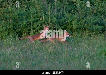 Zwei junge Rotfuchskits bei Play-Vulpes vulpes. Stockfoto